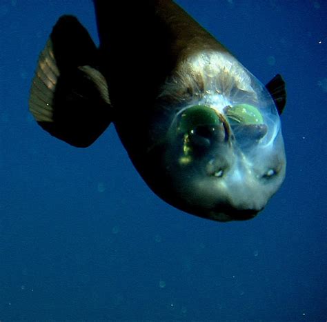 Pacific Barreleye (Macropinna microstoma) .